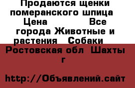 Продаются щенки померанского шпица › Цена ­ 45 000 - Все города Животные и растения » Собаки   . Ростовская обл.,Шахты г.